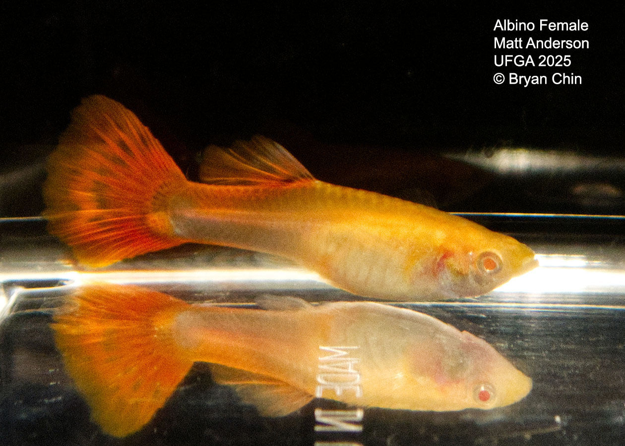 Guppy Female  Albino Red
